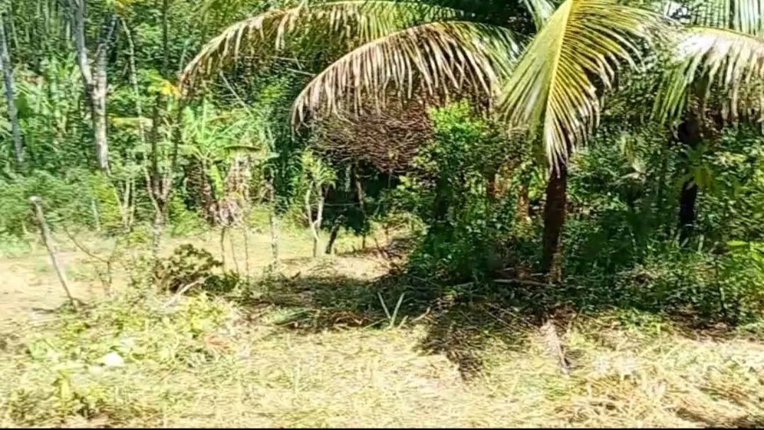 Foto - Camaçari - Cajazeiras de Abrantes (Abrantes)