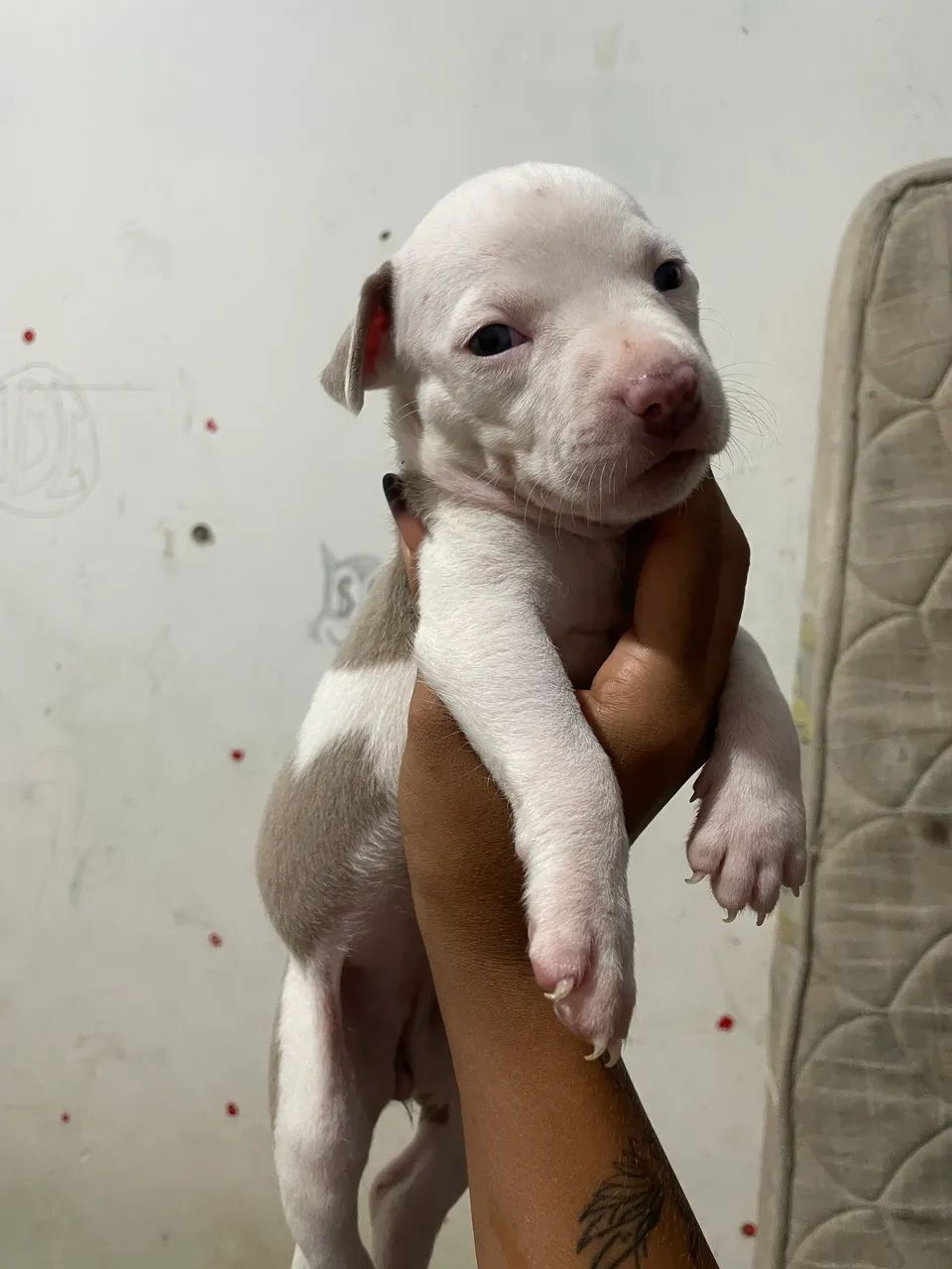 Filhote de pitbull  - Foto 2