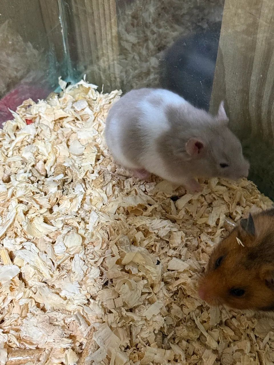 Hamster sírio  - Foto 4