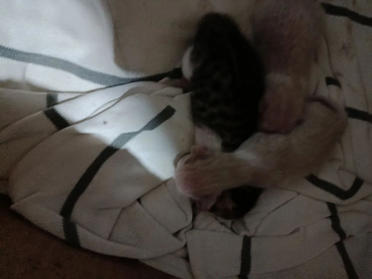 Animais  - Foto 4