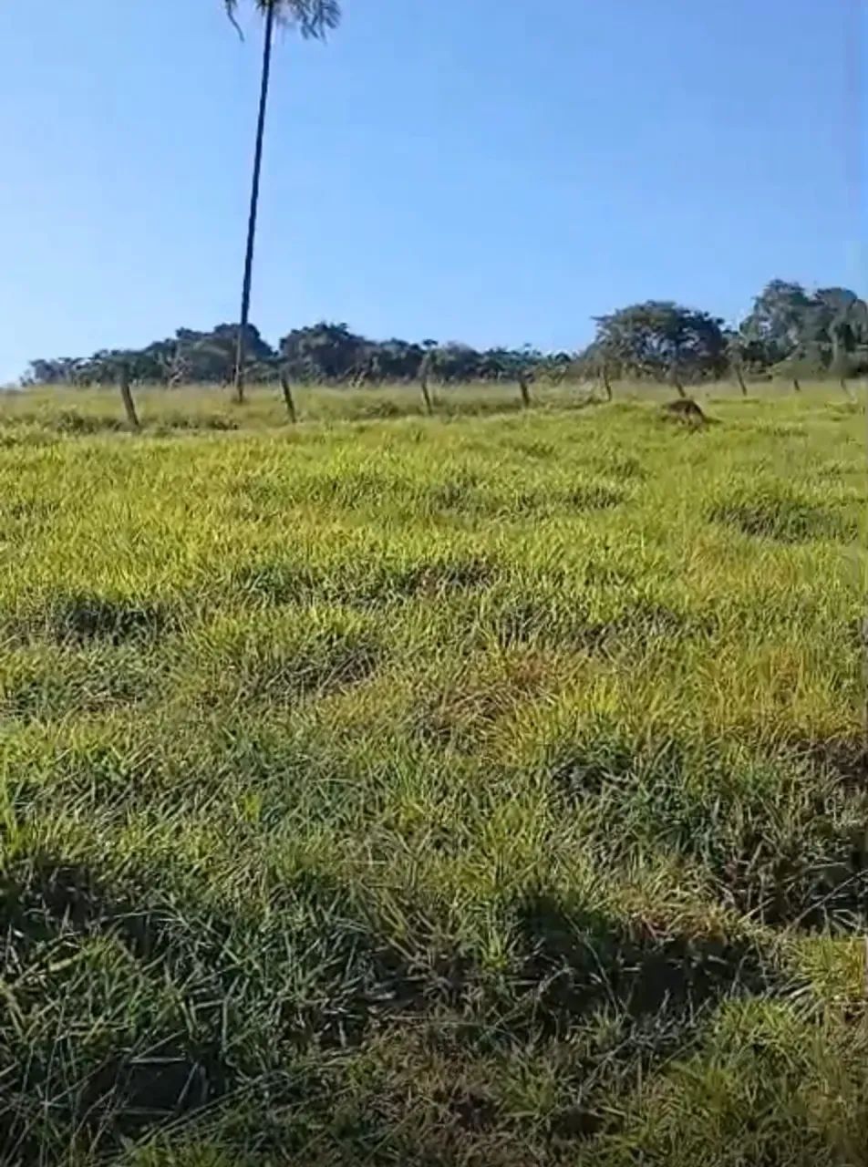 chacara Bela vista - Foto 2
