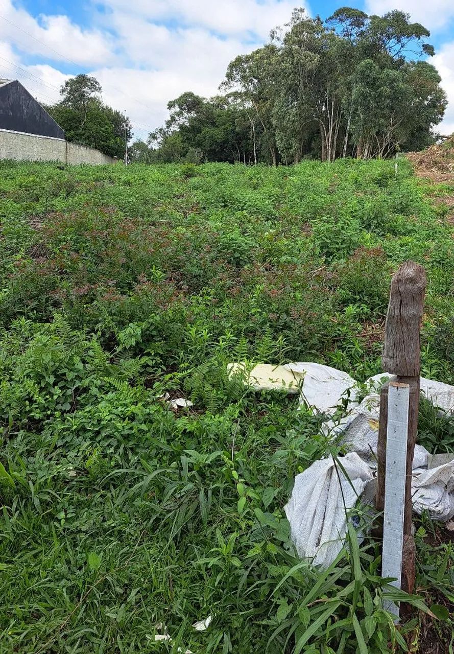 Foto - São José dos Pinhais - Área Rural de São José dos Pinhais