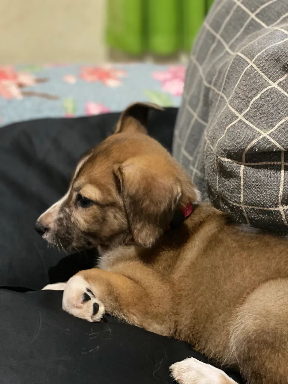 Adote essa cachorrinha  - Foto 3