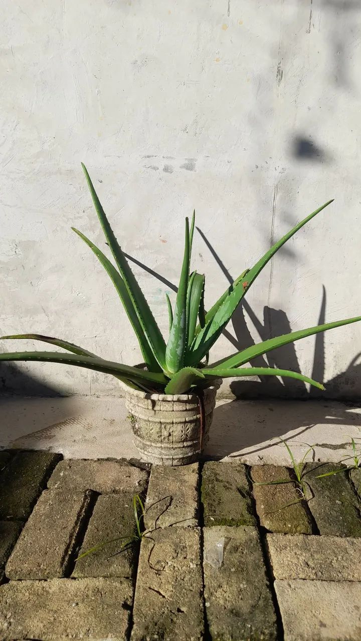 Mudas de Aloe Vera. Saudáveis e Bem-Cuidadas - Foto 5