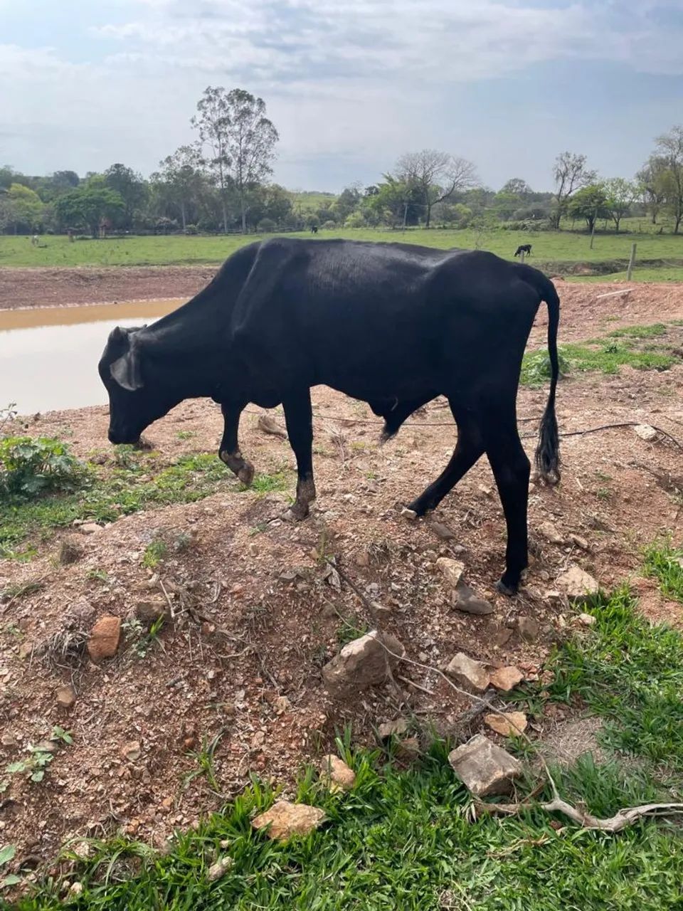 Bezerro  - Foto 2