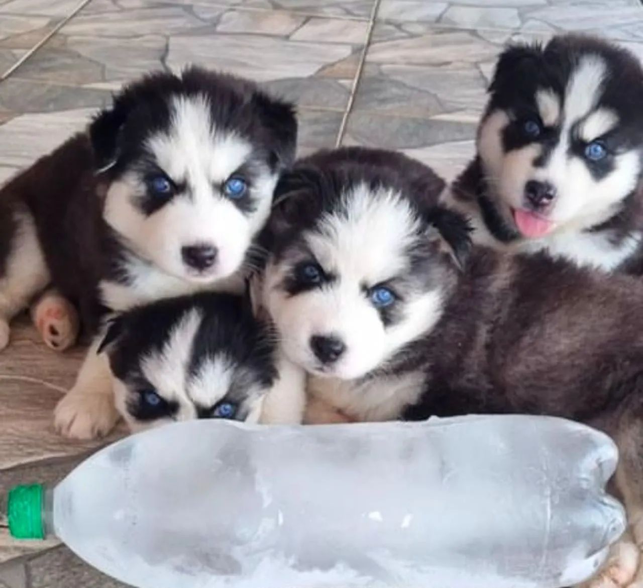 Husky siberiano  - Foto 5