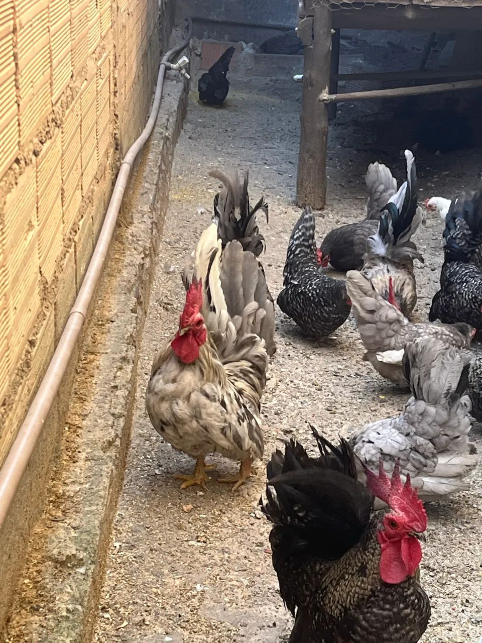 Vendo Garnizer Nagasaki e tenho comum  - Foto 4