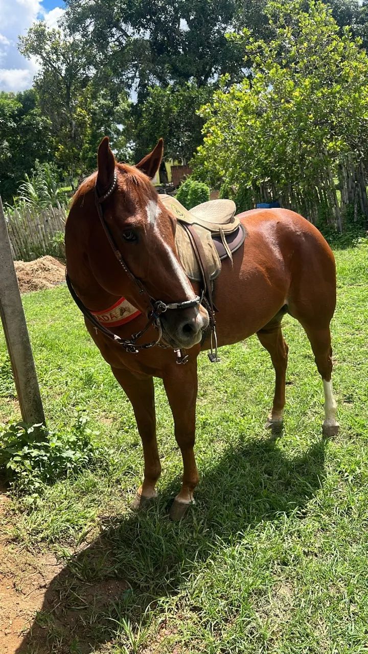 Cavalo - Foto 3