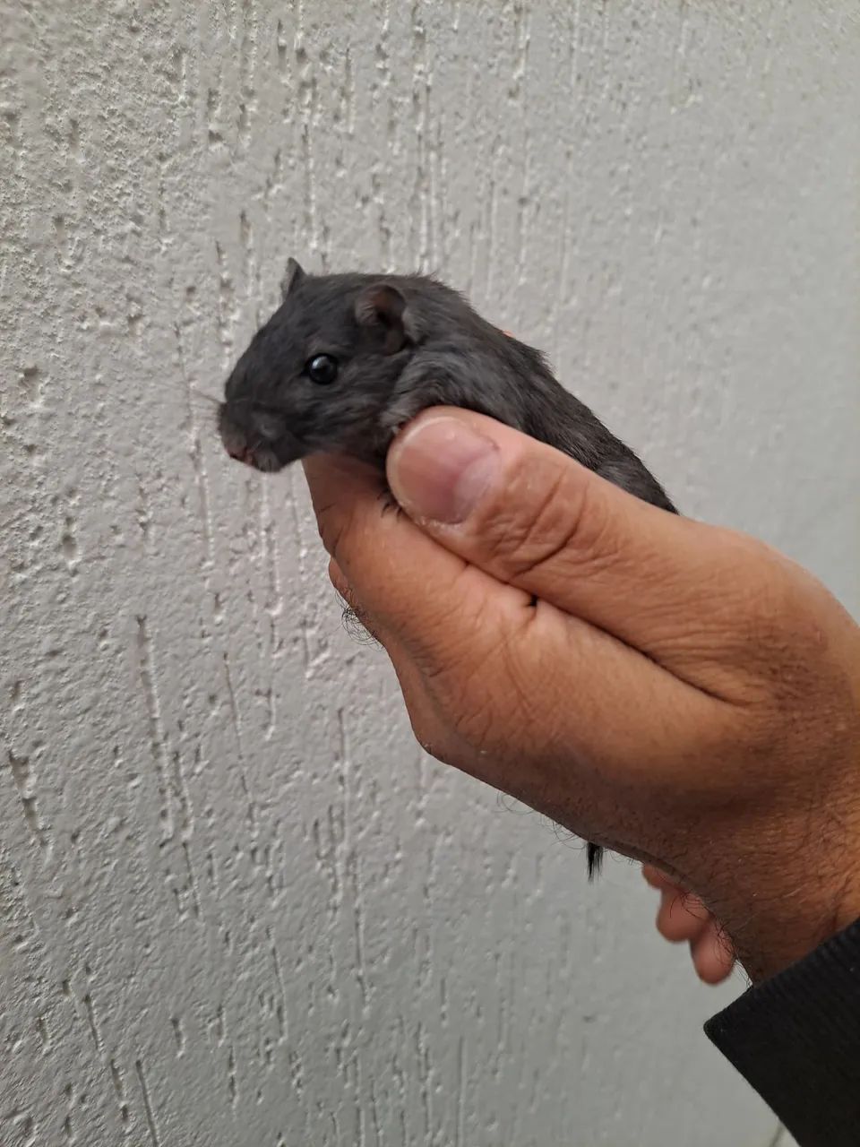 Esquilo da Mongólia Gerbil Black