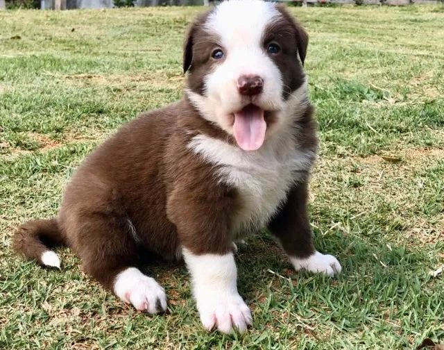 Border Collie  - Foto 2