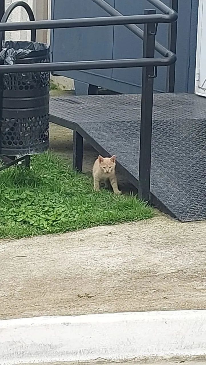 Gatinhos - Foto 4