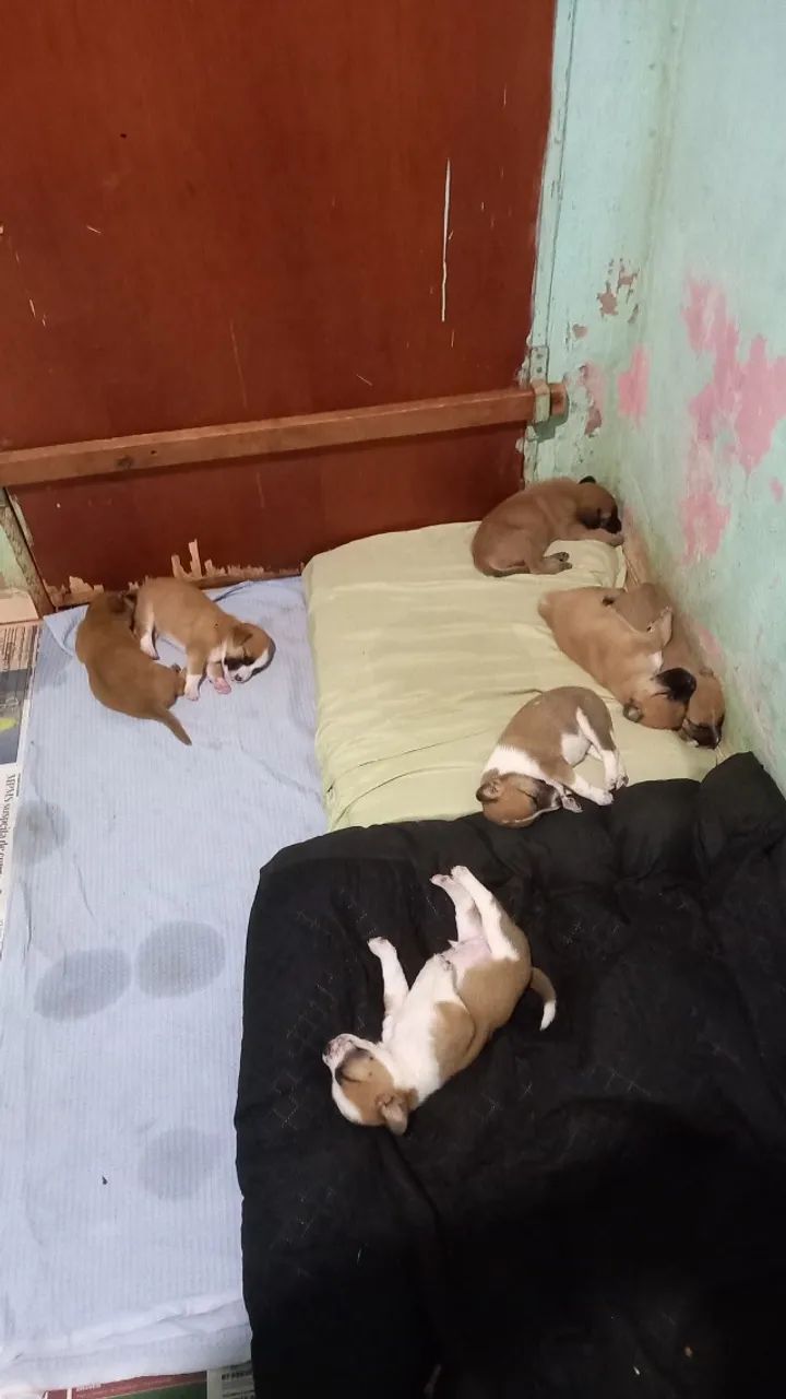 Doação de filhotes de cachorro 