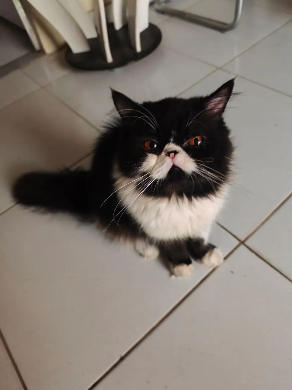 GATO PERSA 1 ANO E 9 MESES - COM DOCUMENTOS  - Foto 3