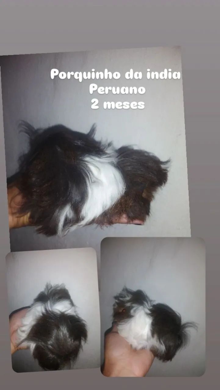 Porquinho da india Peruano Macho