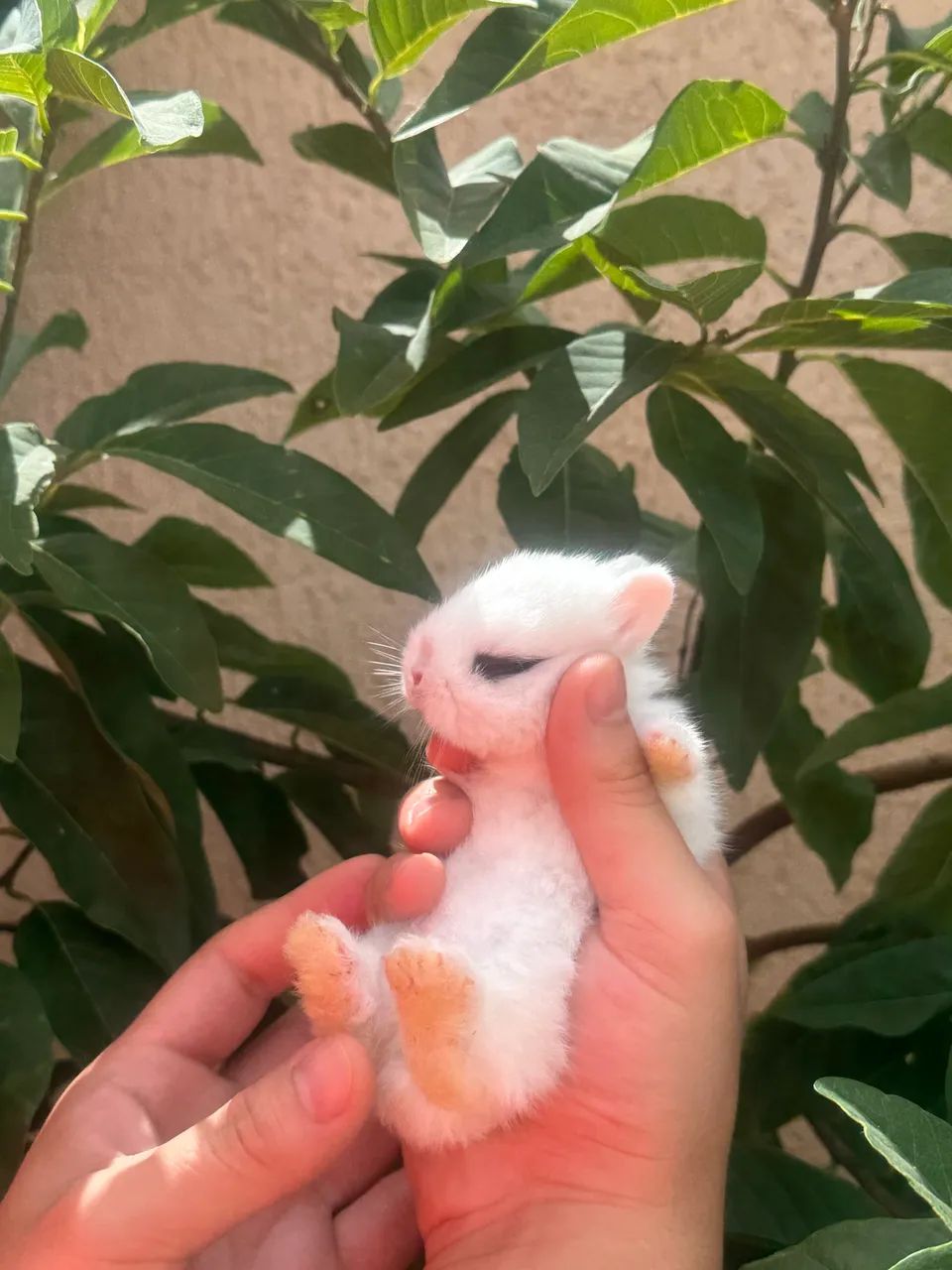 Mini Netherland dwarf - Foto 4