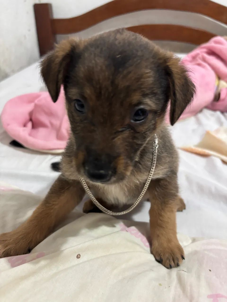 ADOÇÃO RESPONSÁVEL  - Foto 2