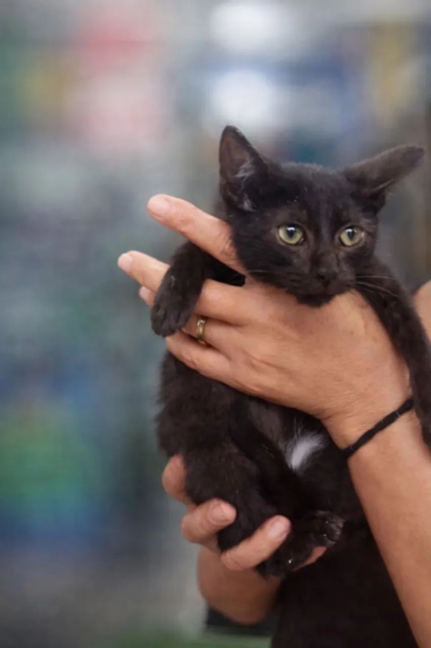 Gatinho macho para adoção - Foto 2