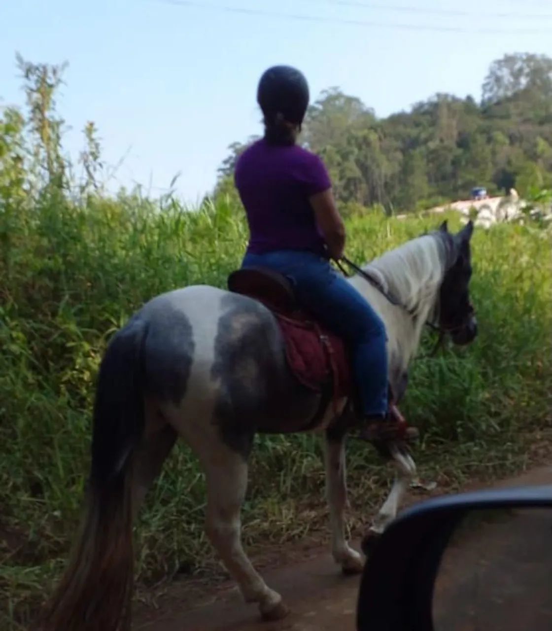 Vende-se Cavalo Manga Larga e um Pônei, castrados,12,000 os dois - Foto 3
