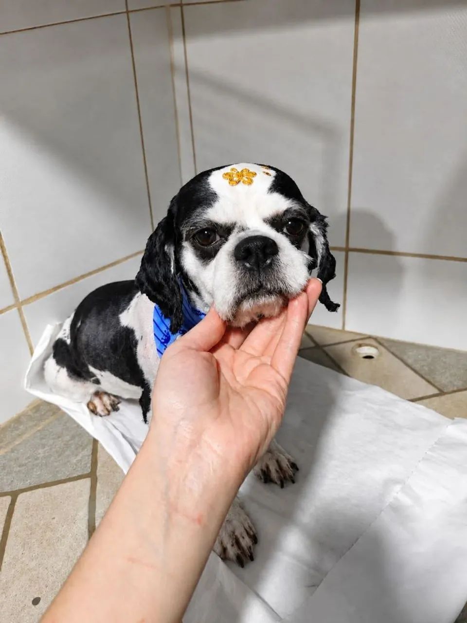 Shitzu doação 