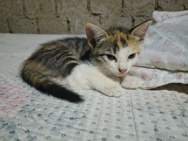 Doação de gatinhas filhotes 