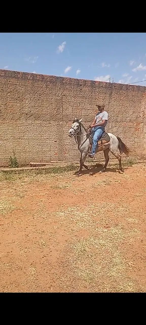 Égua a venda  - Foto 3