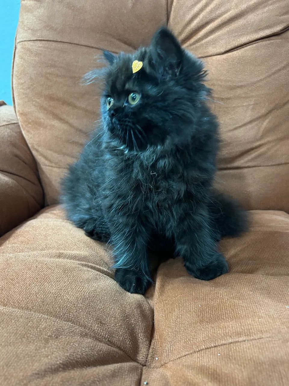 Persa fêmea - Foto 3