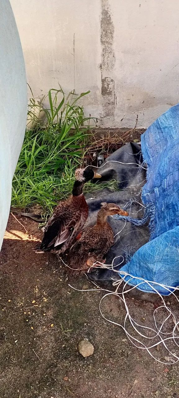 Casal de Patos - Foto 4