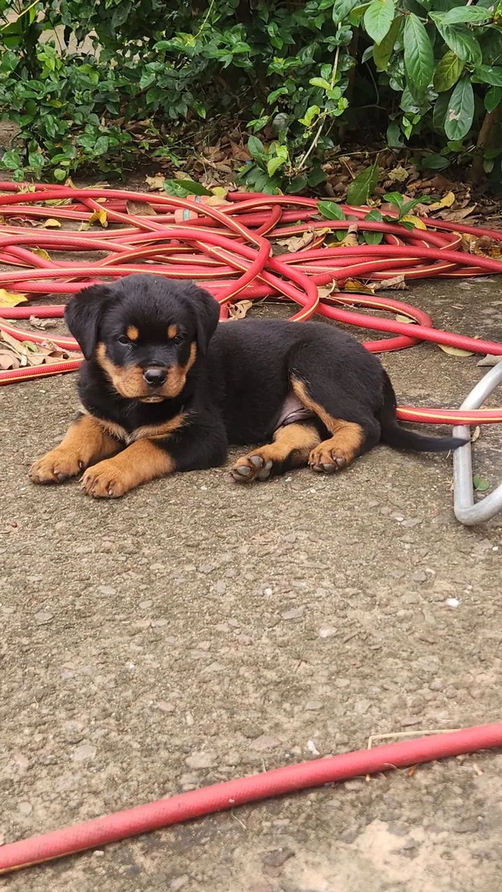FILHOTES ROTWEILLER- OTIMA GENÉTICA- IMPERDÍVEL *