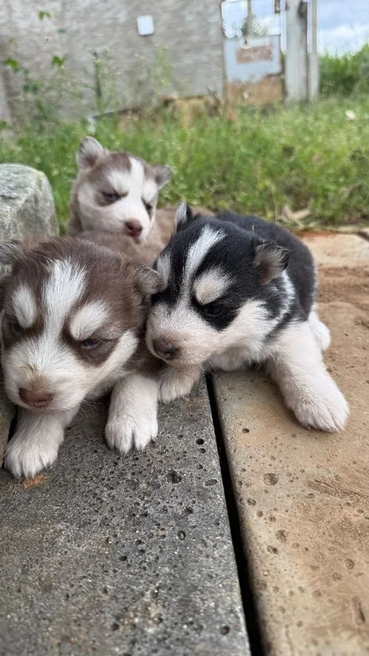 Husky siberiano 