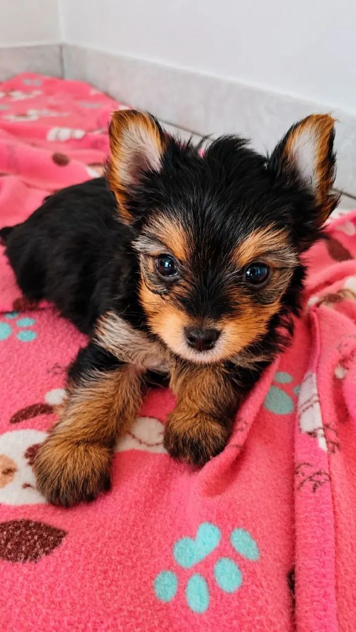 Bella Yorkshire Terrier Micro  - Foto 3