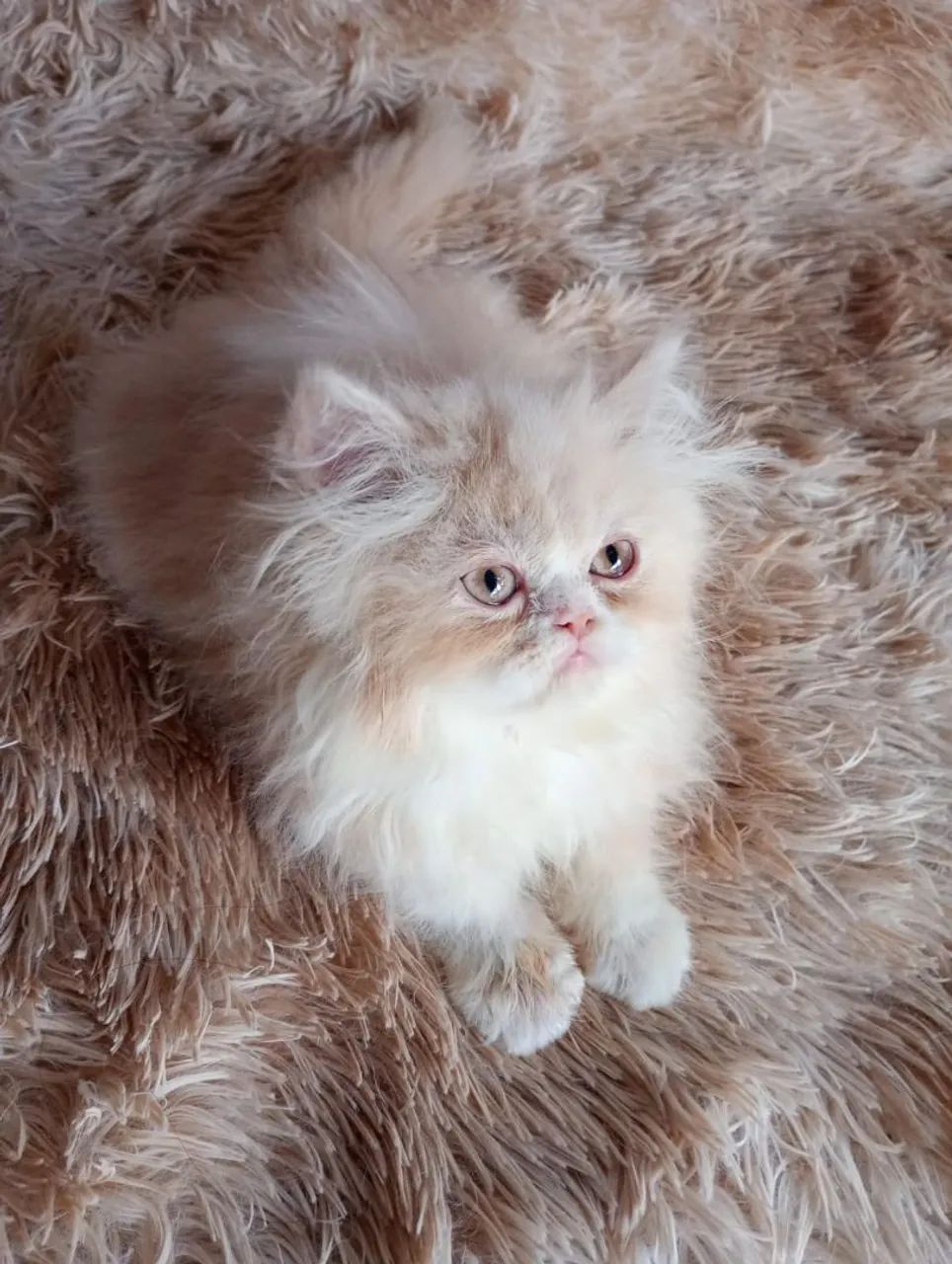 Gatinho persa machinho 