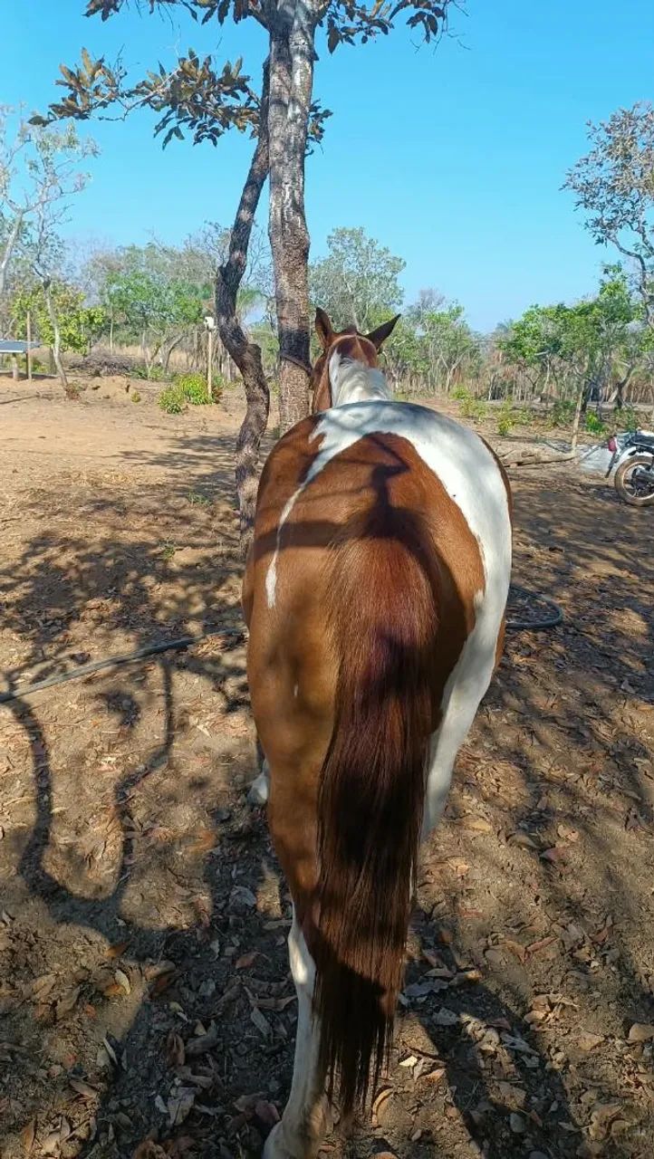 Vendo um cavalo e duas poldas  - Foto 4