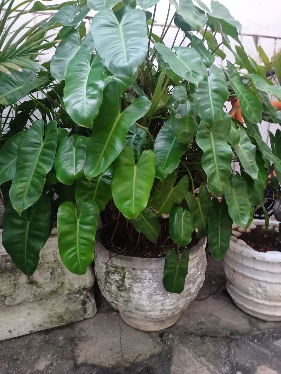 Planta  - Foto 4