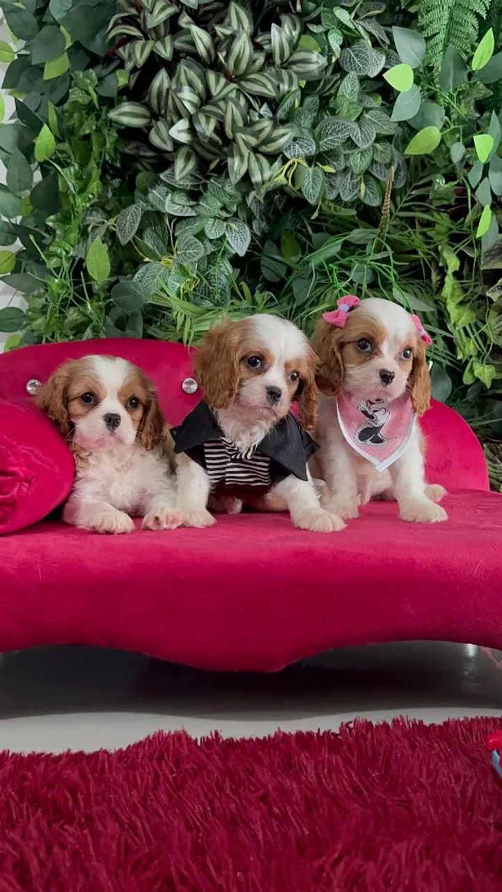 Cavalier King Charles 
