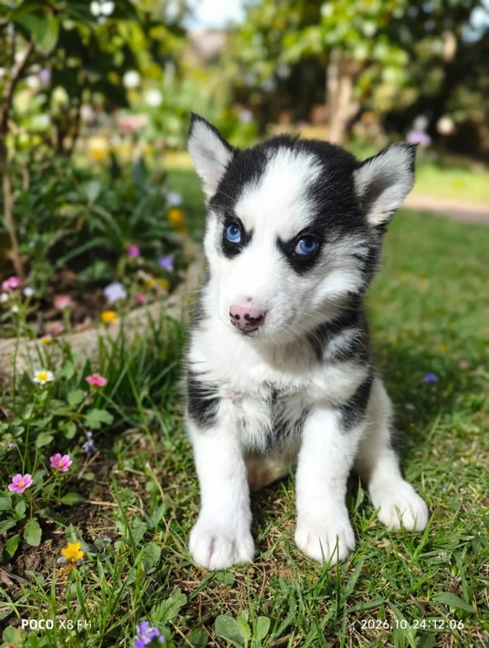 husky 