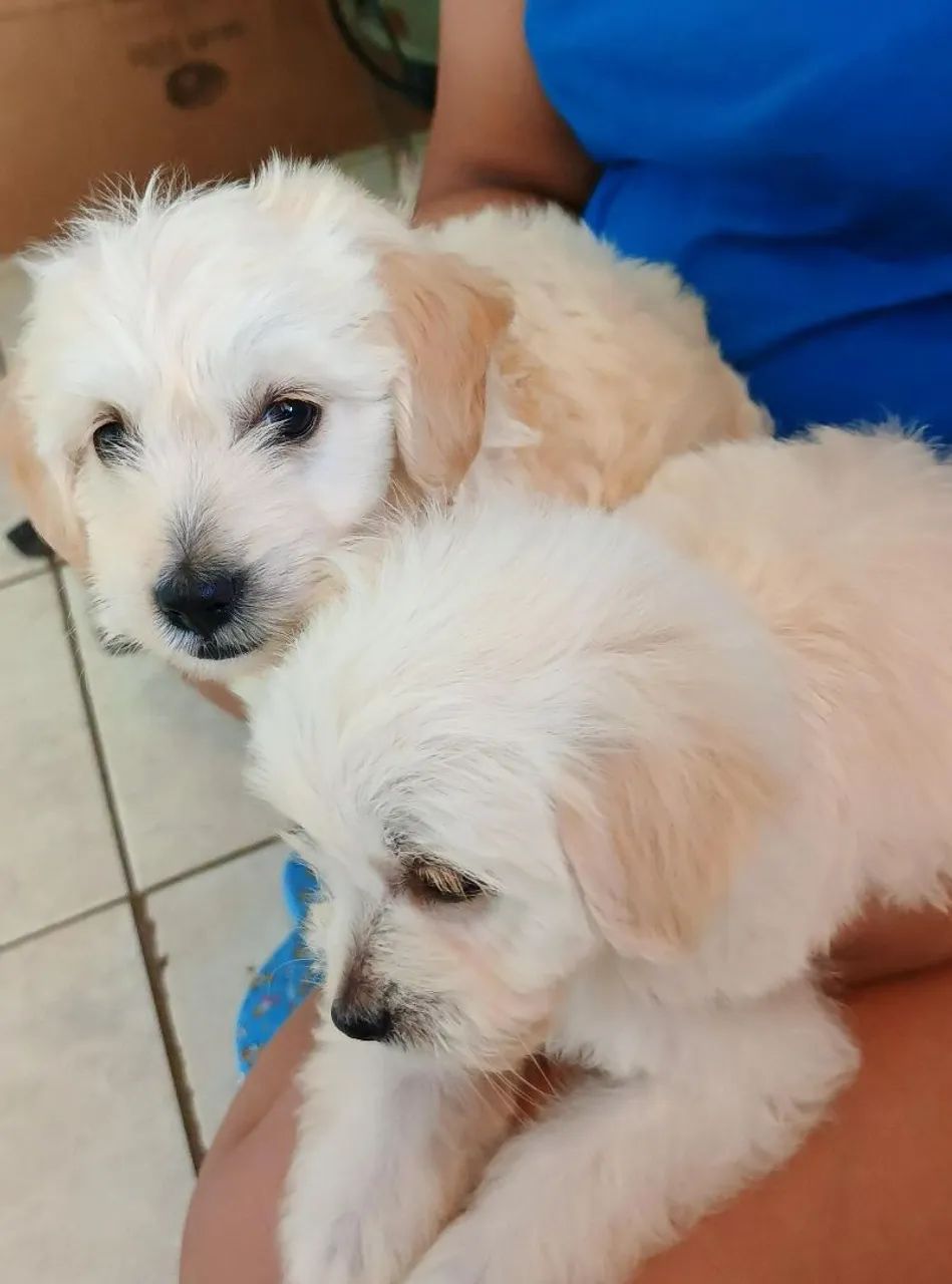Filhotes de lhasa apsocom com poodle - Foto 2