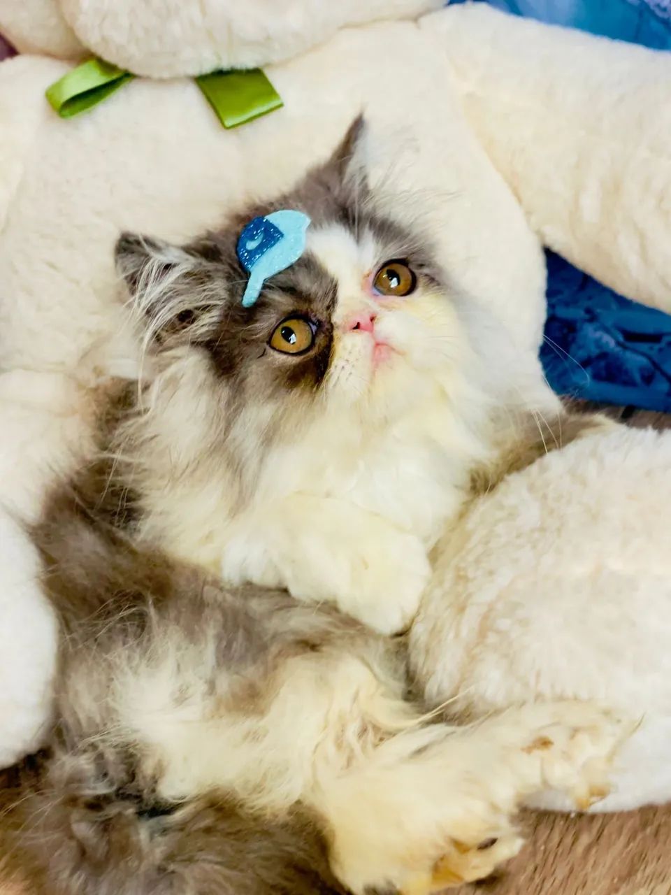 Gato exótico persa  - Foto 3