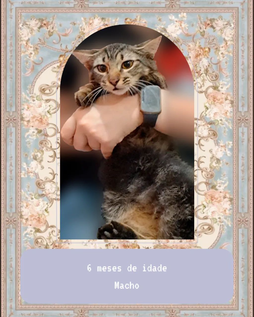 Pets - Gatos filhotes 6 meses - Adoção responsável - Parte 1 - Foto 5