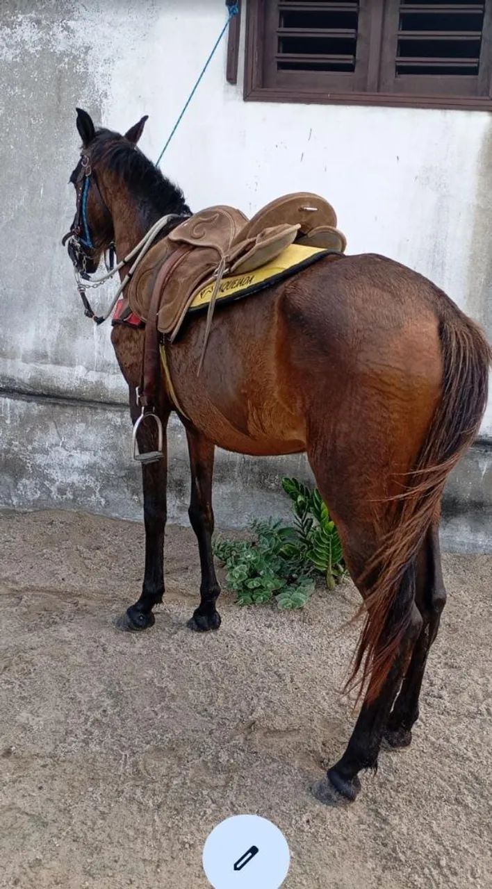 Cavalos - Foto 5
