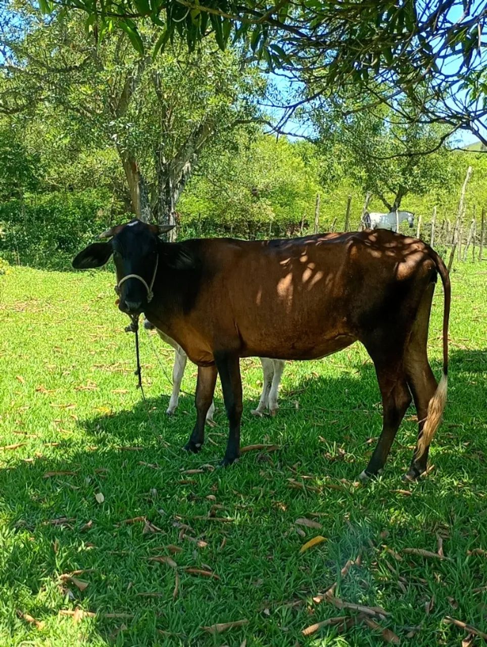 Vendo pacote 6 vacas e 1 touro - Foto 4