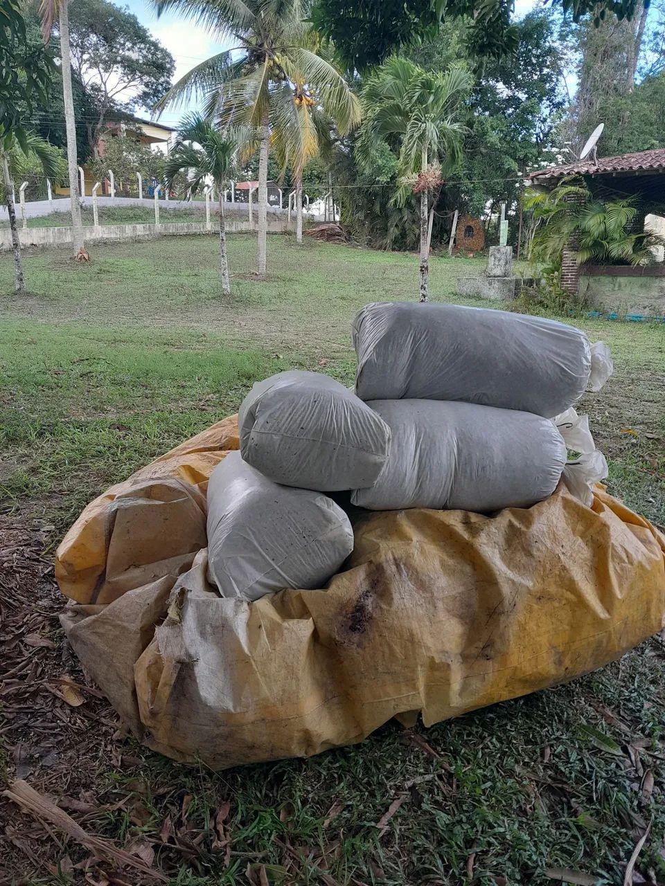 TA SOFRENDO SEM CAPIM NO VERAO , SILO DE BRS CAPIAÇU SILAGEM - Foto 2