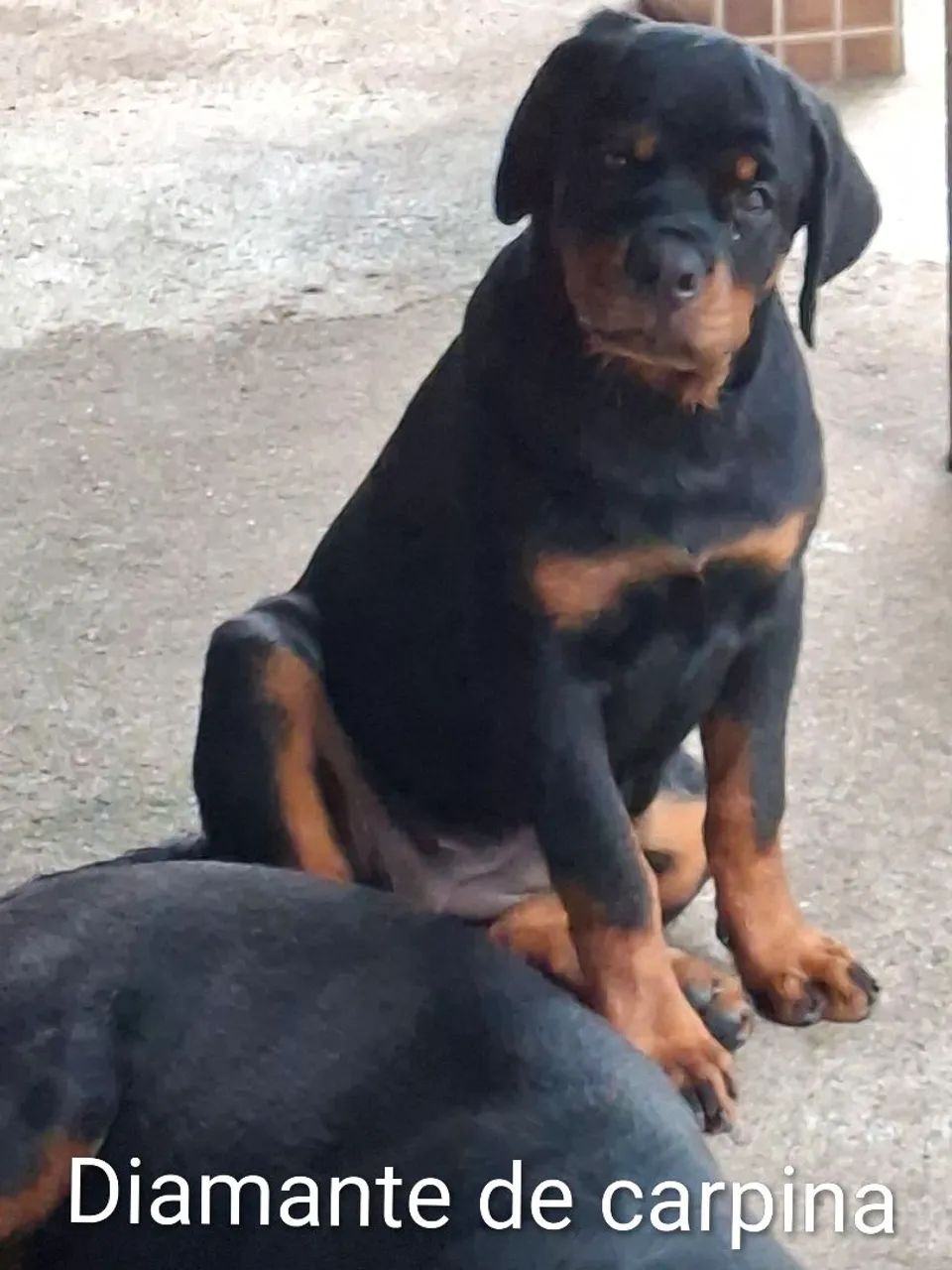 rottweiler  - Foto 4