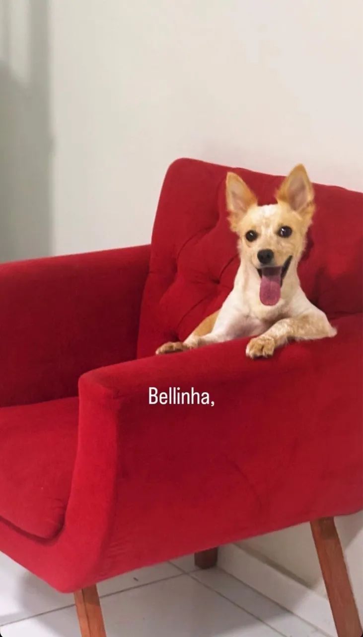Adoção consciente  - Foto 5