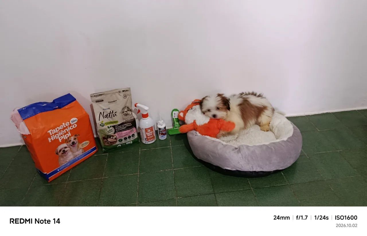 Filhote de Shitzu  - Foto 4