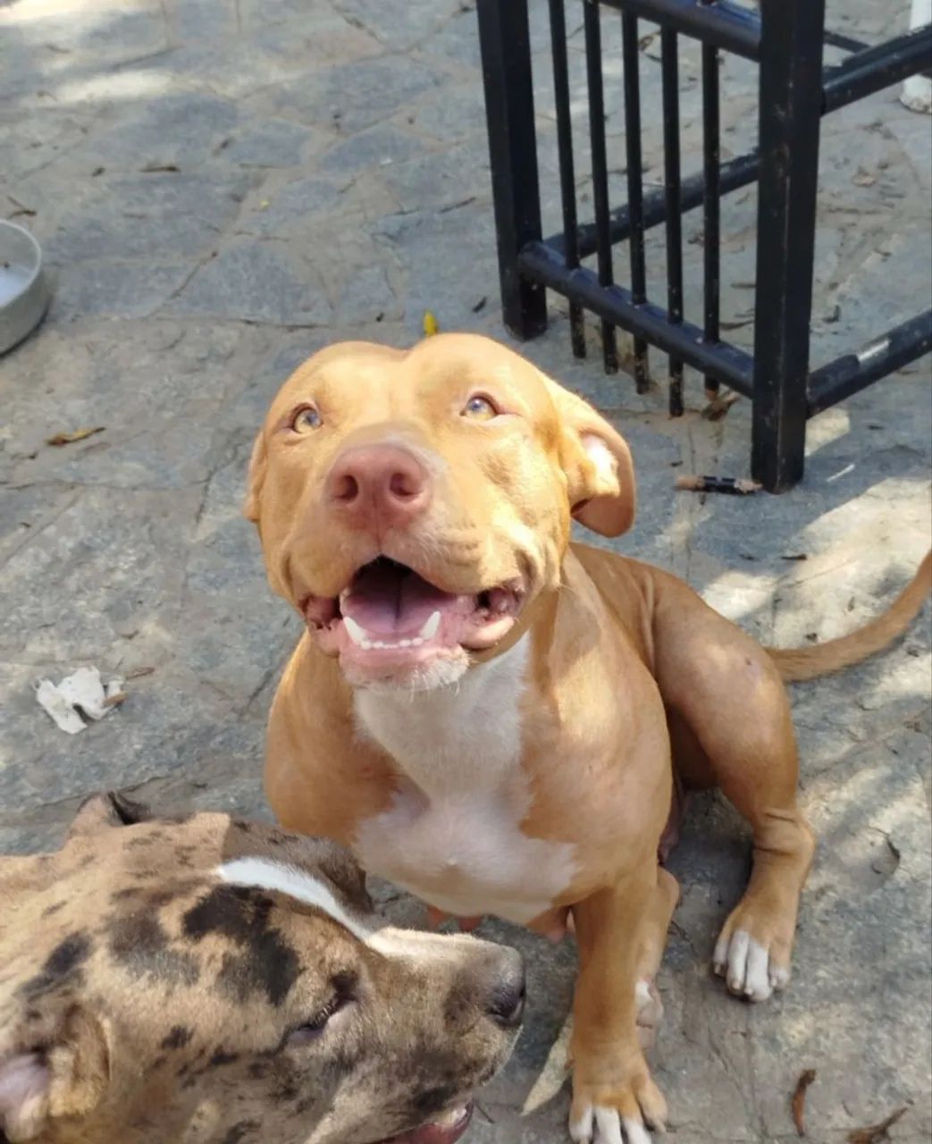Filhote pitmonster/pitbull - Foto 5