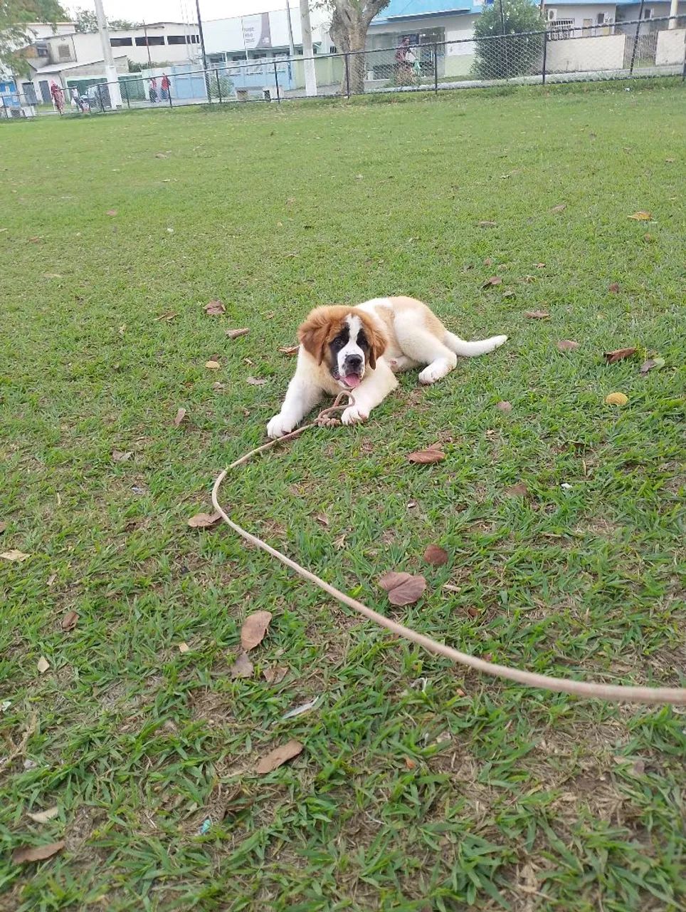 Cachorro  - Foto 4