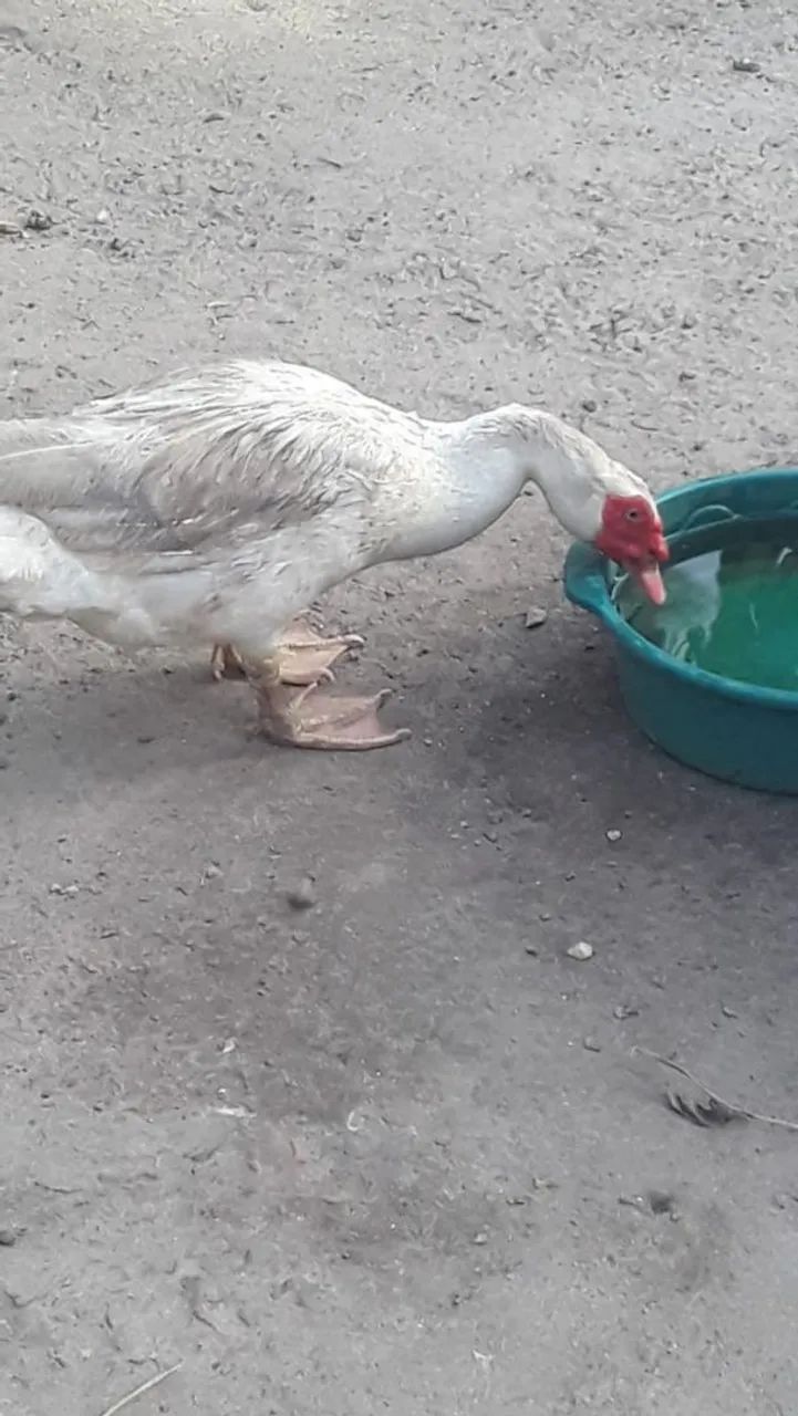 Pato - Foto 5