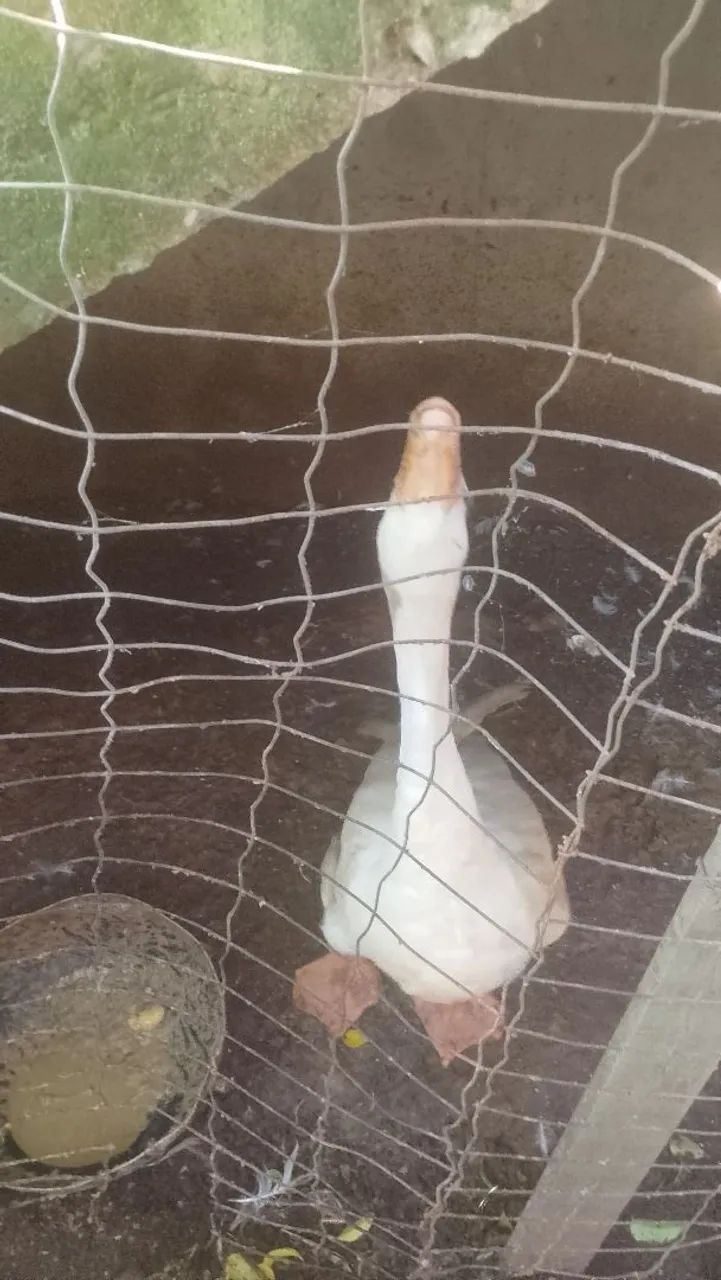 Vendo ganso 