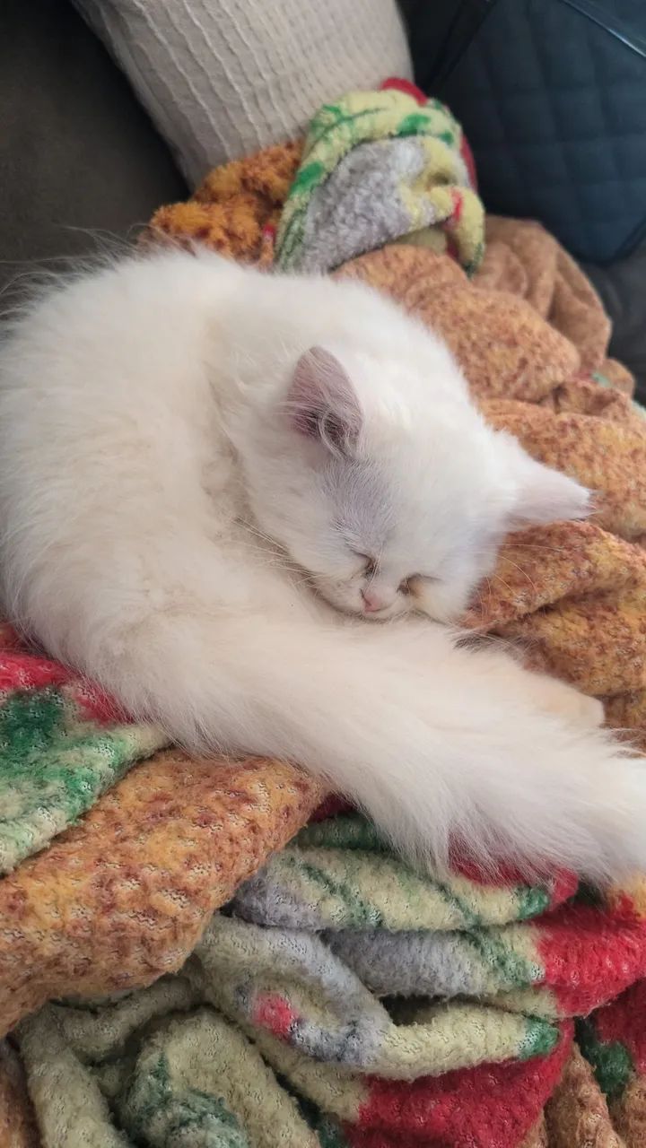 GATO PERSA PERDIDO  - Foto 4