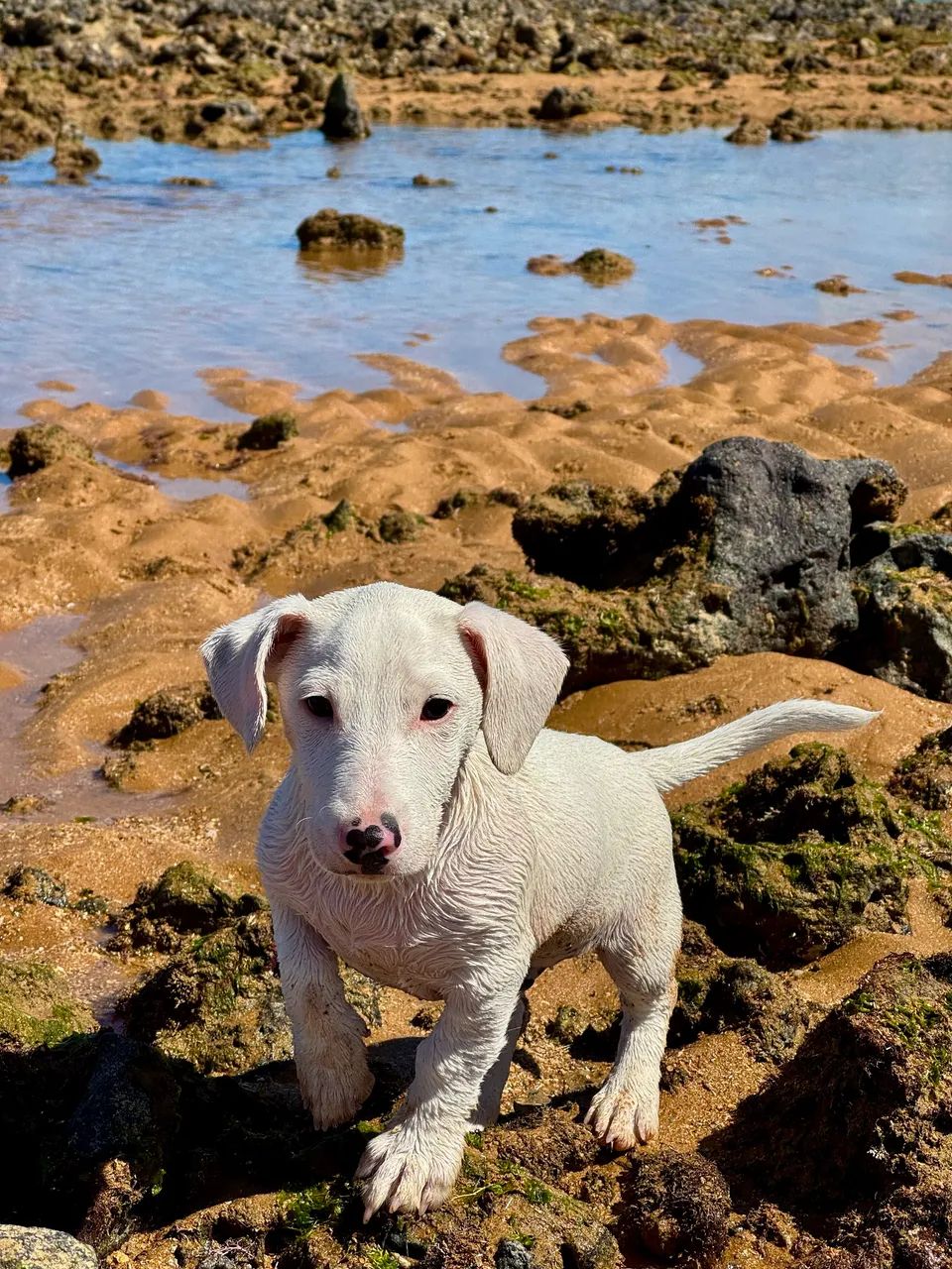 Jack Russell Terrier - Foto 4